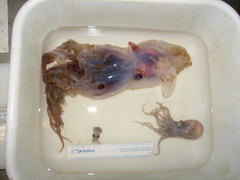Stauroteuthis syrtensis