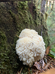 Hericium