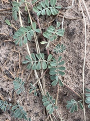 Dalea lanata