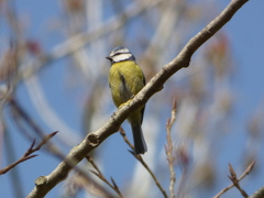 Cyanistes caeruleus
