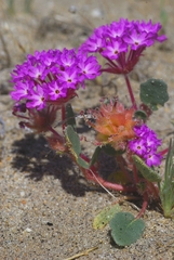 Abronia villosa villosa