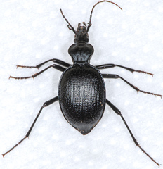 Scaphinotus interruptus