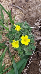 Oxalis eriocarpa