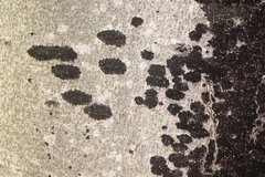 Biscogniauxia nummularia