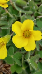 Oxalis eriocarpa