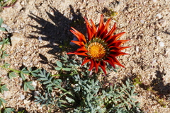 Gazania leiopoda
