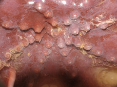 Stauroteuthis syrtensis
