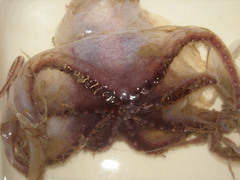 Stauroteuthis syrtensis
