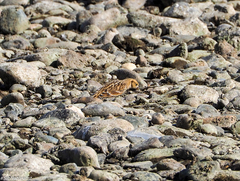 Calcarius lapponicus