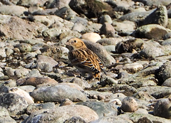 Calcarius lapponicus