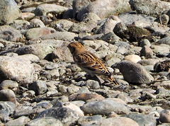 Calcarius lapponicus