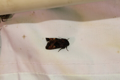 Euplexia benesimilis
