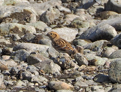 Calcarius lapponicus