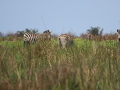 Equus quagga burchellii