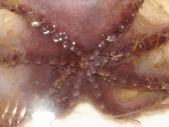 Stauroteuthis syrtensis