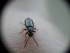 Crioceris macilenta