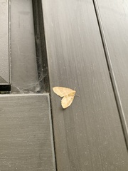 Larentiinae