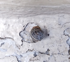 Cornu aspersum