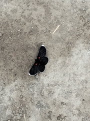 Melanis acroleuca acroleuca