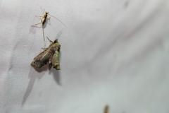 Paectes abrostoloides