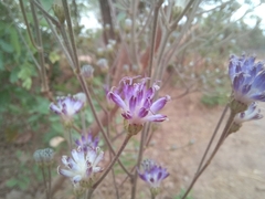 Vernonia suprafastigiata