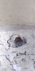 Cornu aspersum