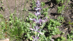 Syncolostemon rectiflorus