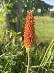 Kniphofia uvaria
