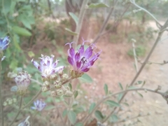Vernonia suprafastigiata