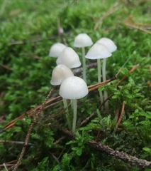 Hemimycena lactea