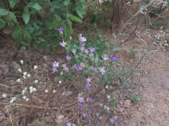 Vernonia suprafastigiata