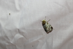 Harrisimemna trisignata