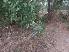 Vernonia suprafastigiata