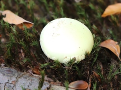Amanita citrina