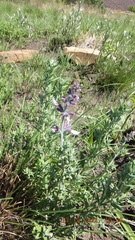 Syncolostemon rectiflorus