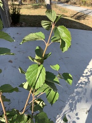 Physocarpus intermedius