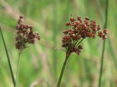Juncus lomatophyllus
