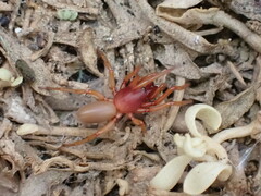Dysdera