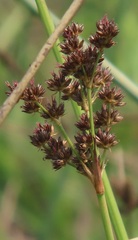 Juncus lomatophyllus