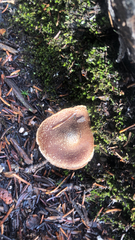 Armillaria sinapina