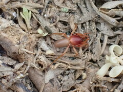 Dysdera