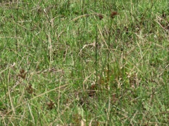 Juncus lomatophyllus