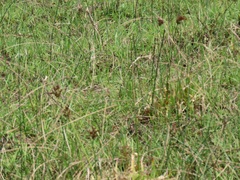 Juncus lomatophyllus