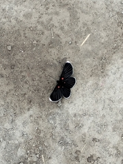 Melanis acroleuca acroleuca