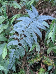 Polystichum biaristatum