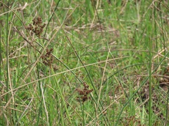 Juncus lomatophyllus