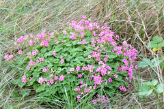 Oxalis articulata