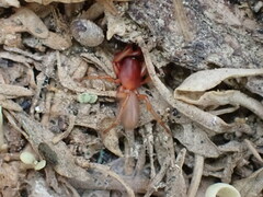 Dysdera
