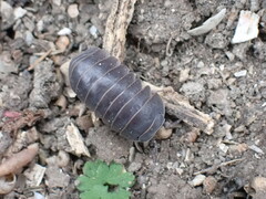 Armadillo officinalis