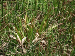 Juncus lomatophyllus